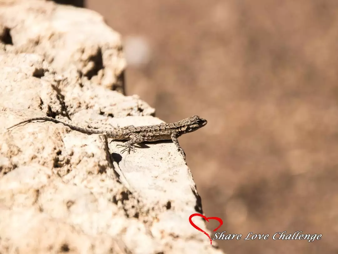 Desert Life in Southwest USA