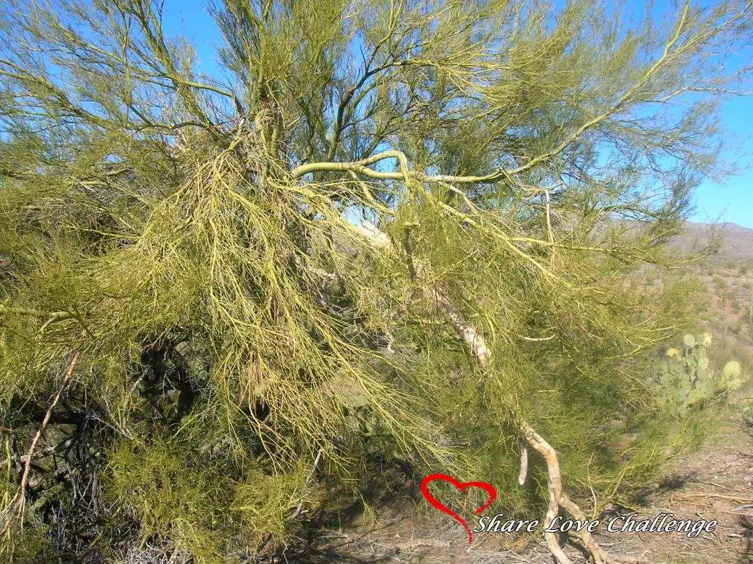 Desert Life in Southwest USA