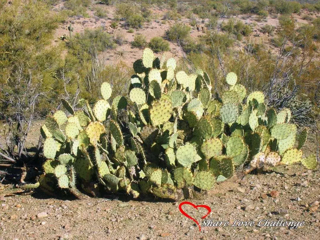 Desert Life in Southwest USA