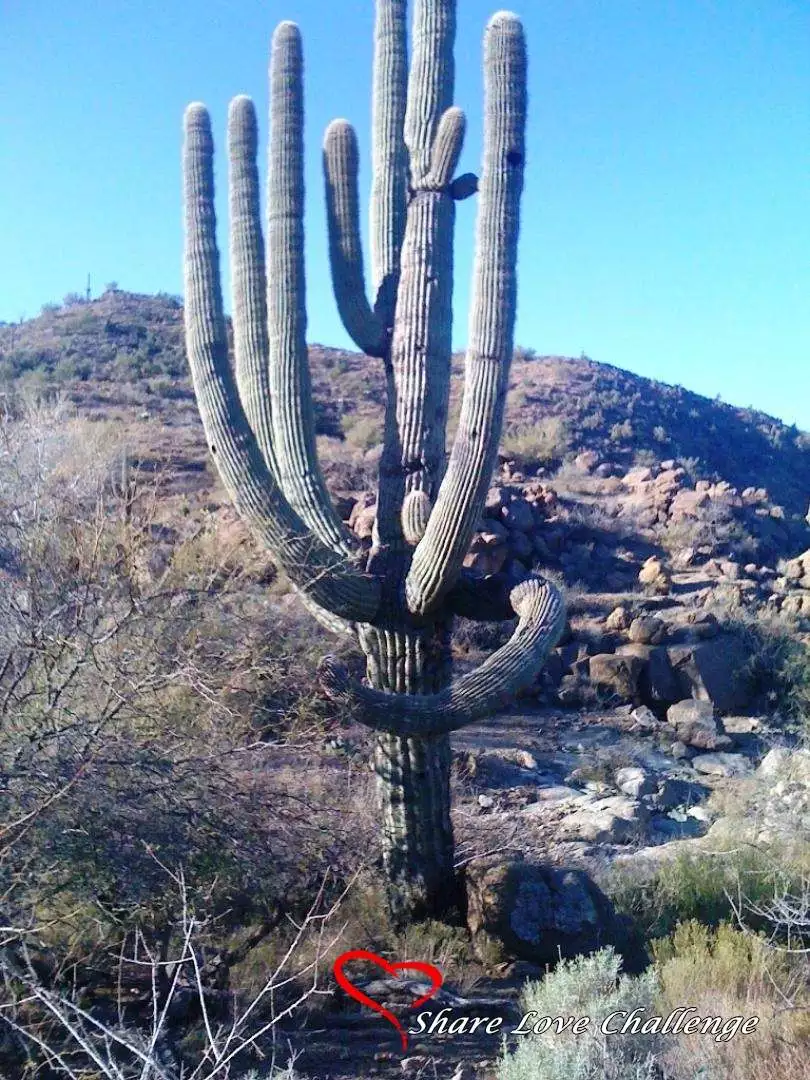 Desert Life in Southwest USA