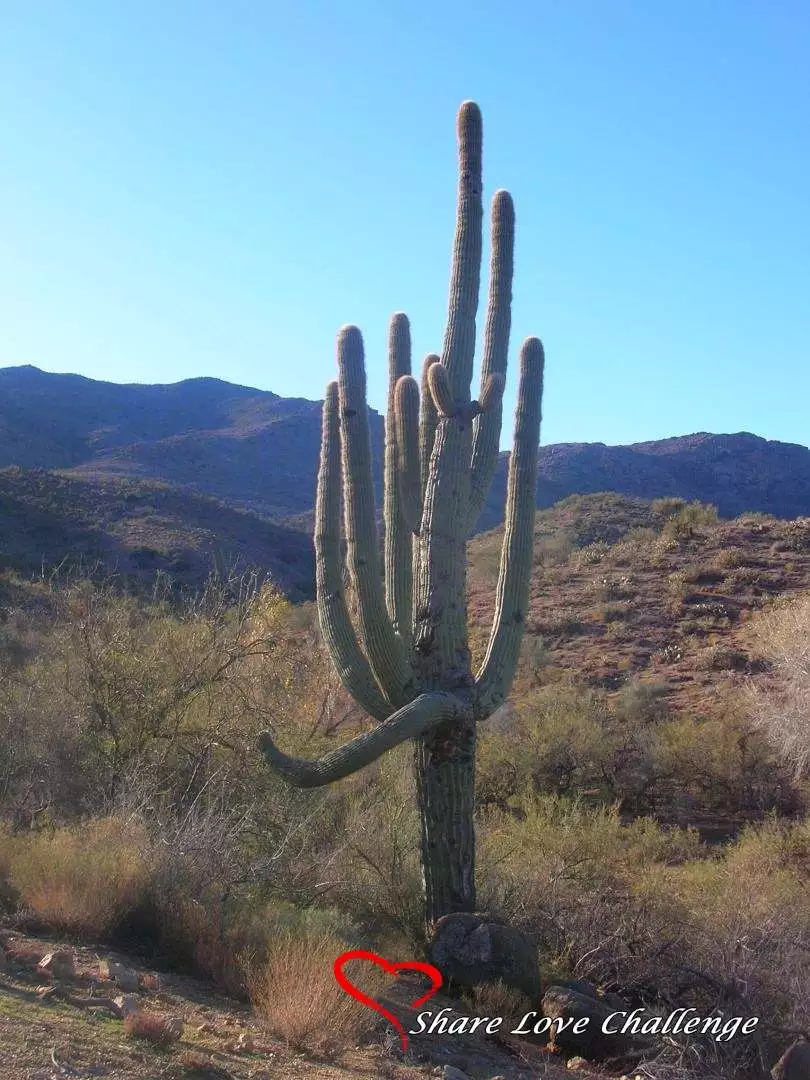 Desert Life in Southwest USA