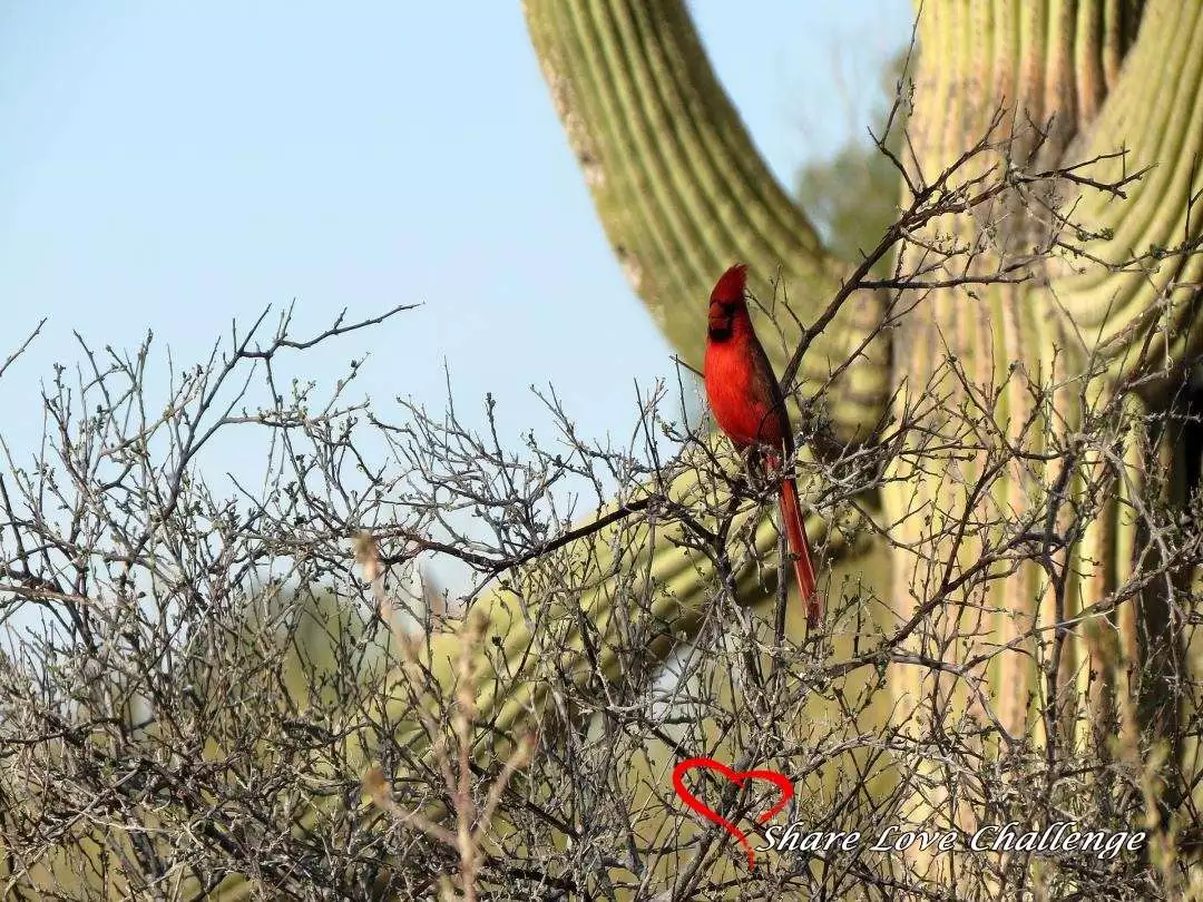 Desert Life in Southwest USA