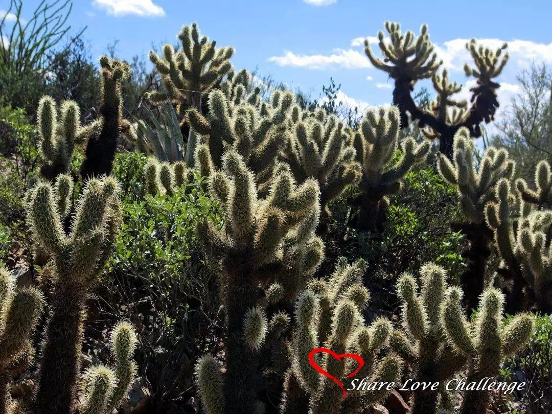 Desert Life in Southwest USA