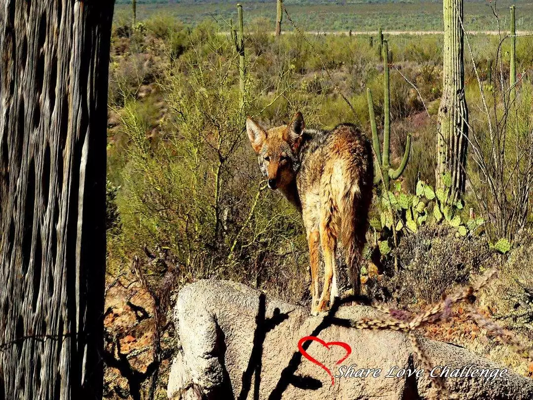 Desert Life in Southwest USA