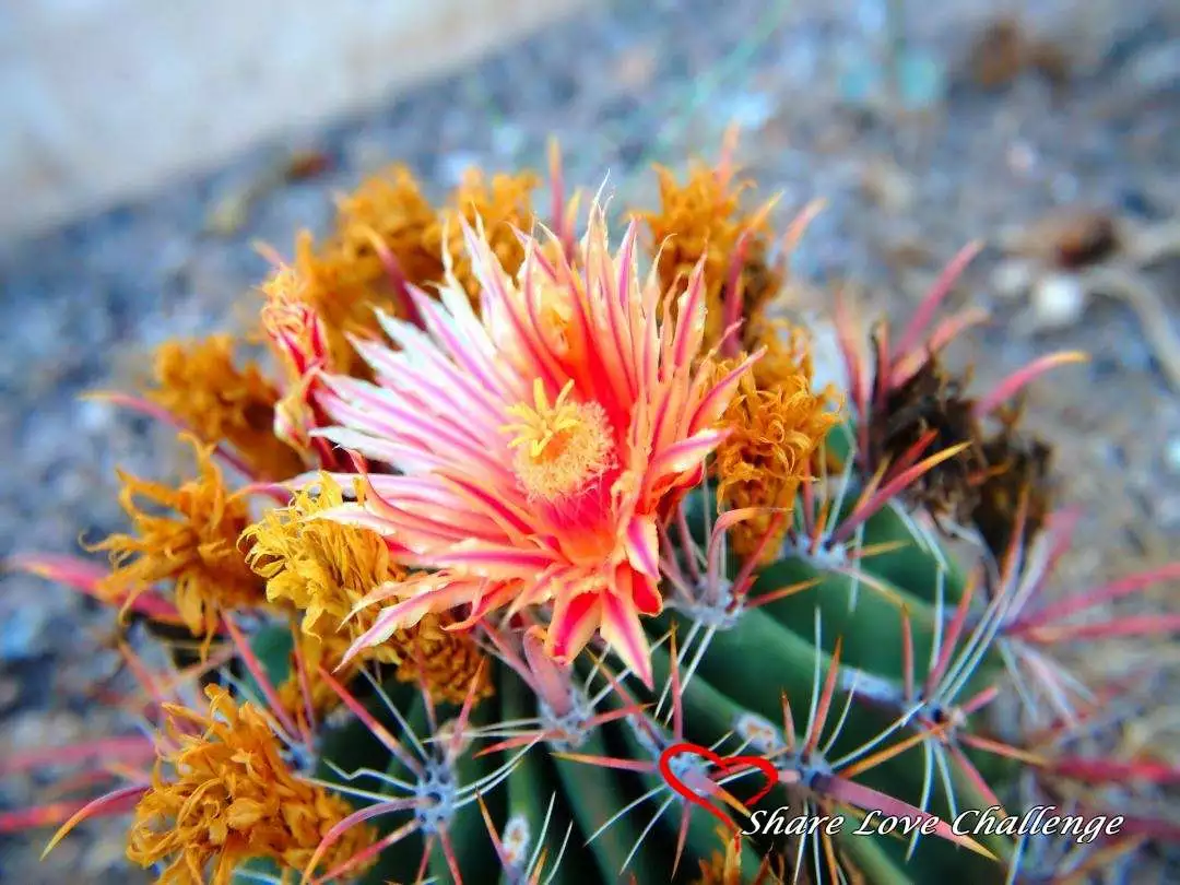 Desert Life in Southwest USA