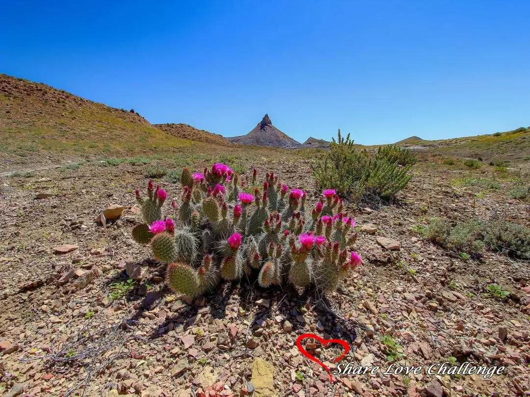 Desert Life in Southwest USA
