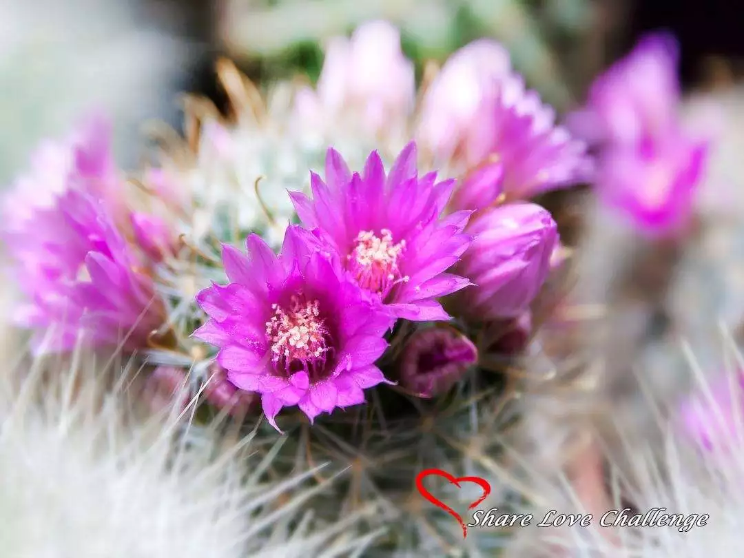 Desert Life in Southwest USA