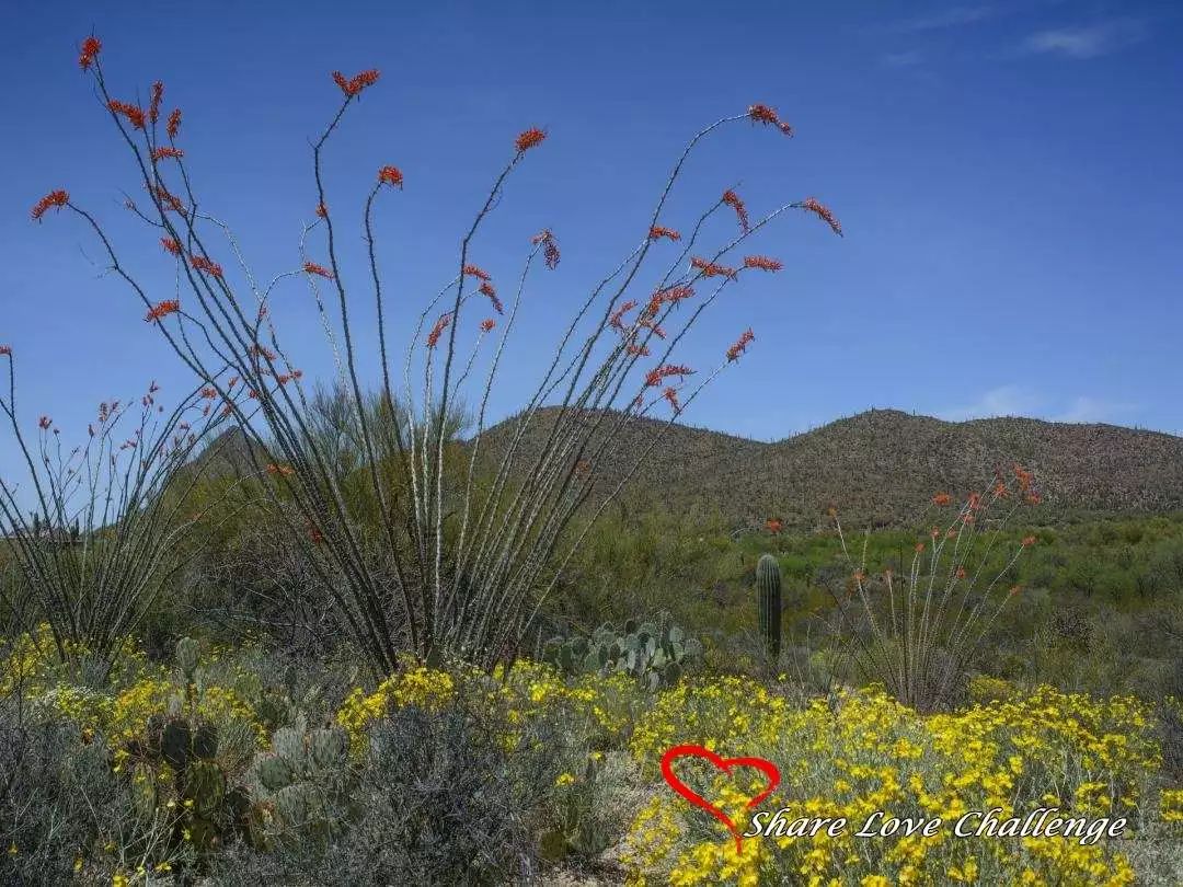 Desert Life in Southwest USA