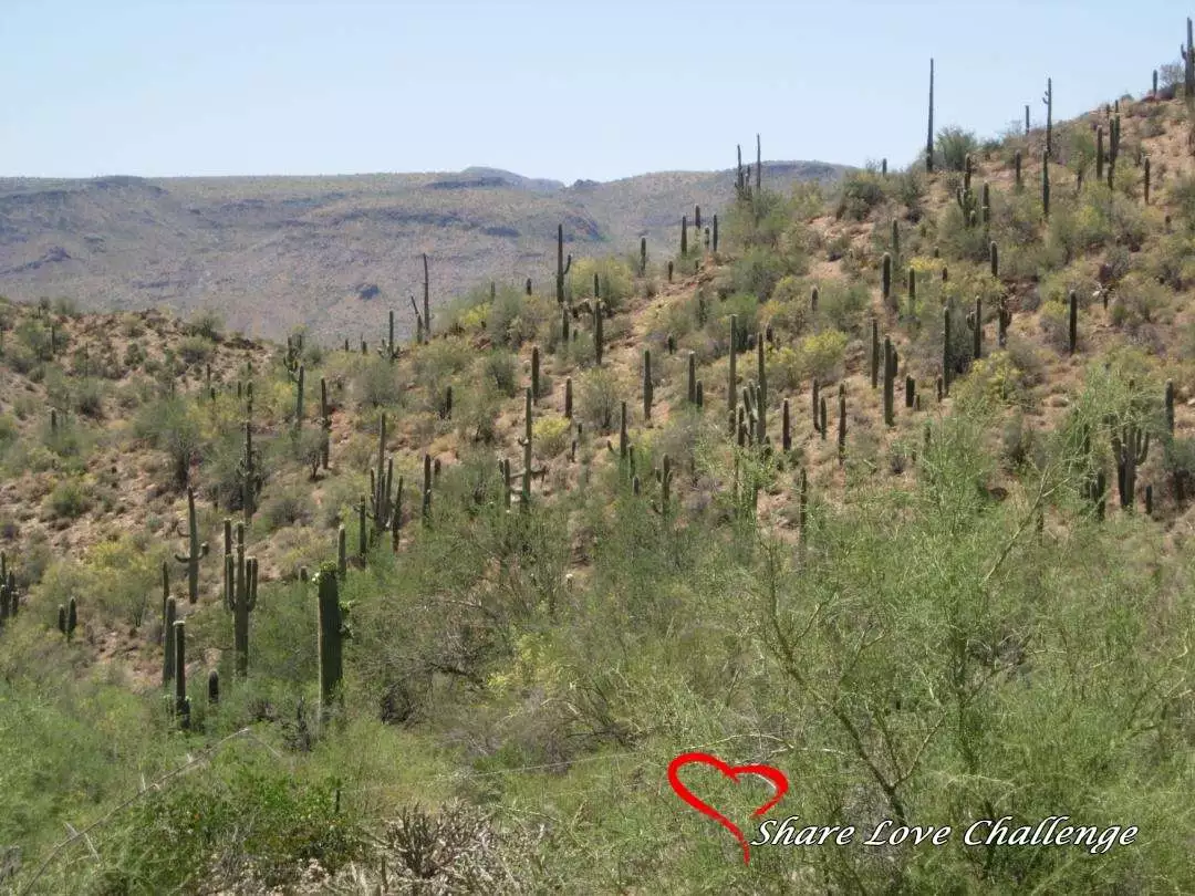 Desert Life in Southwest USA