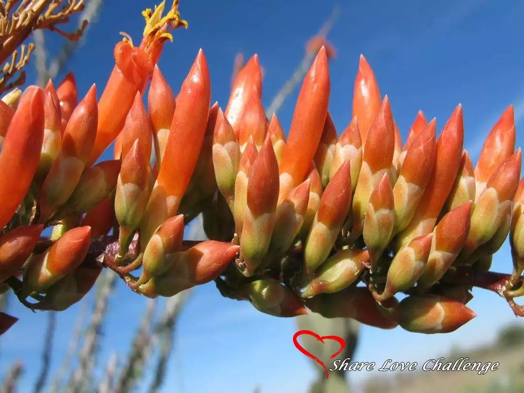 Desert Life in Southwest USA