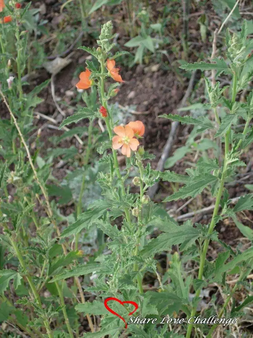 Desert Life in Southwest USA