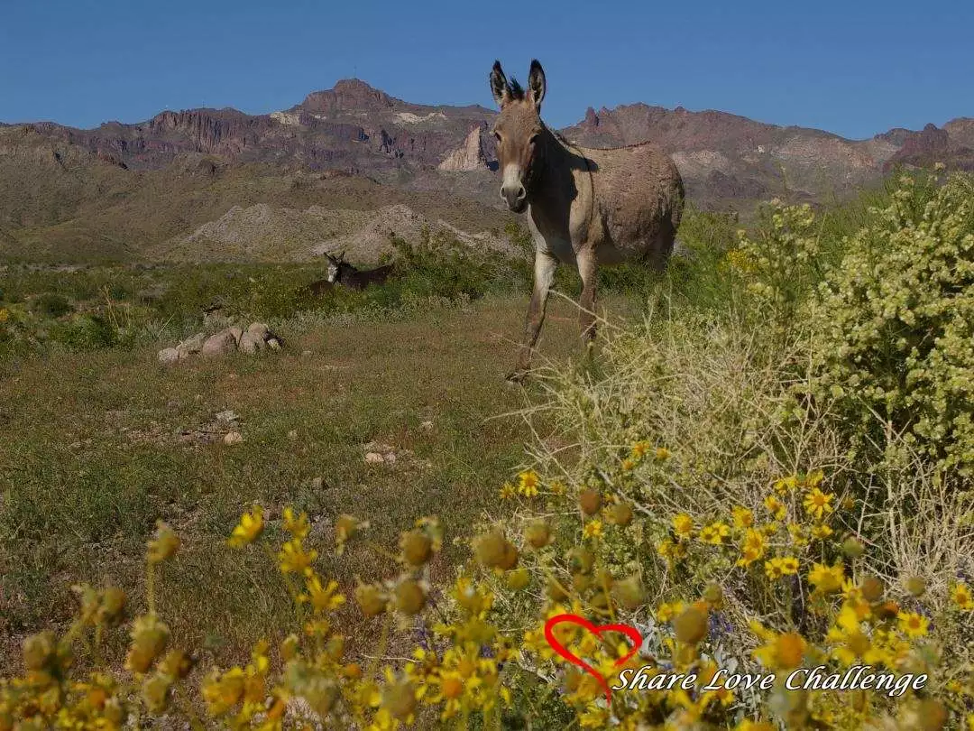 Desert Life in Southwest USA