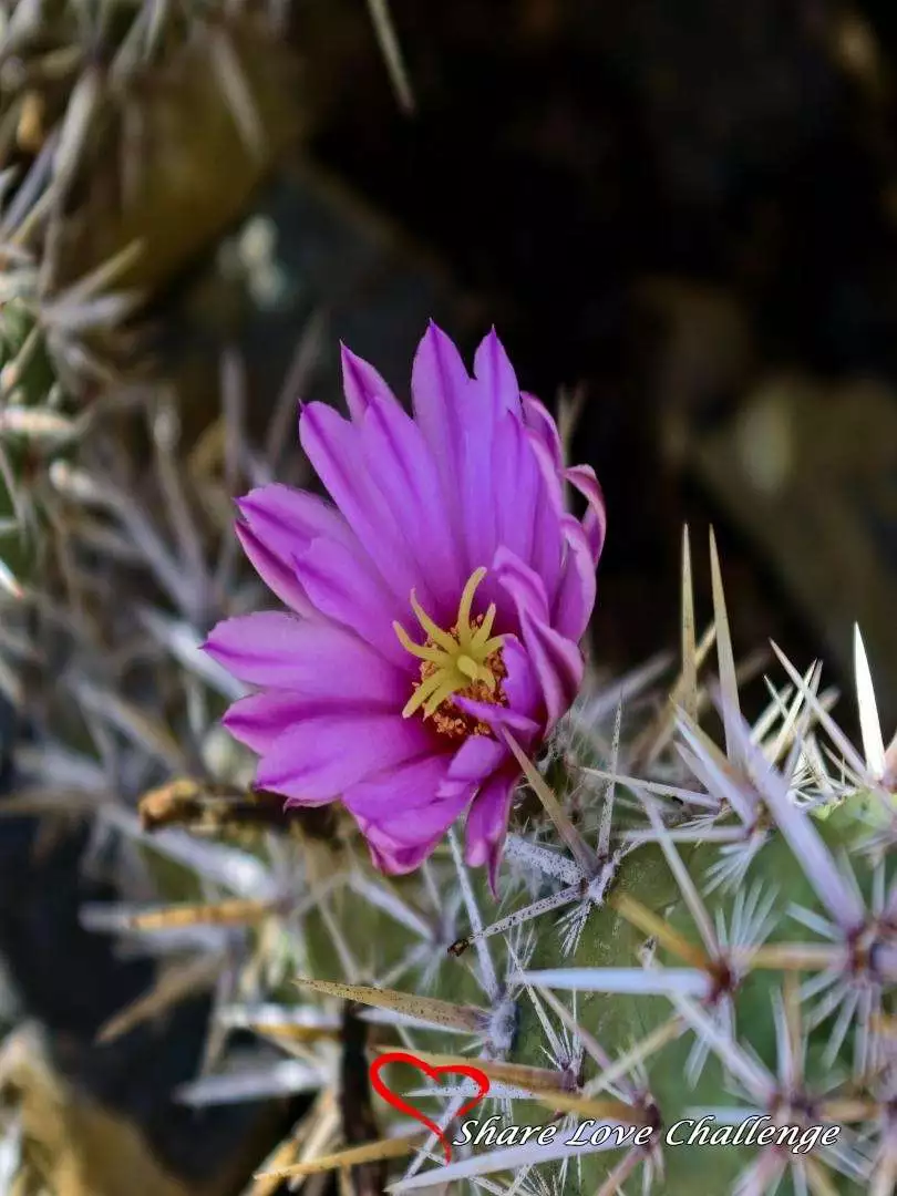 Desert Life in Southwest USA