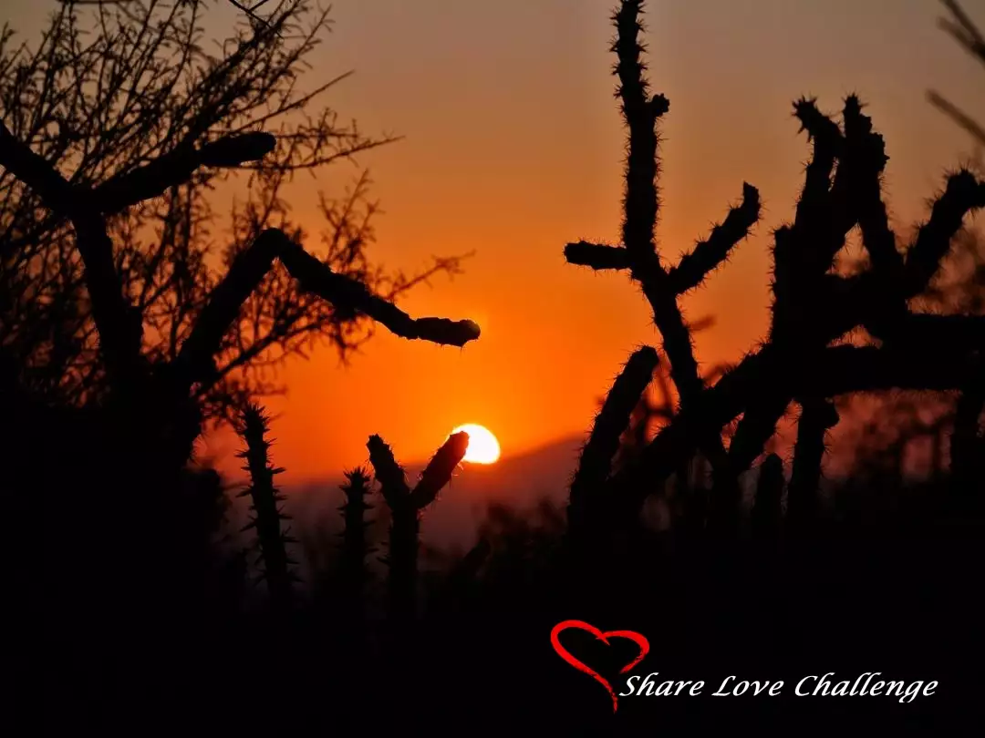 Desert Life in Southwest USA