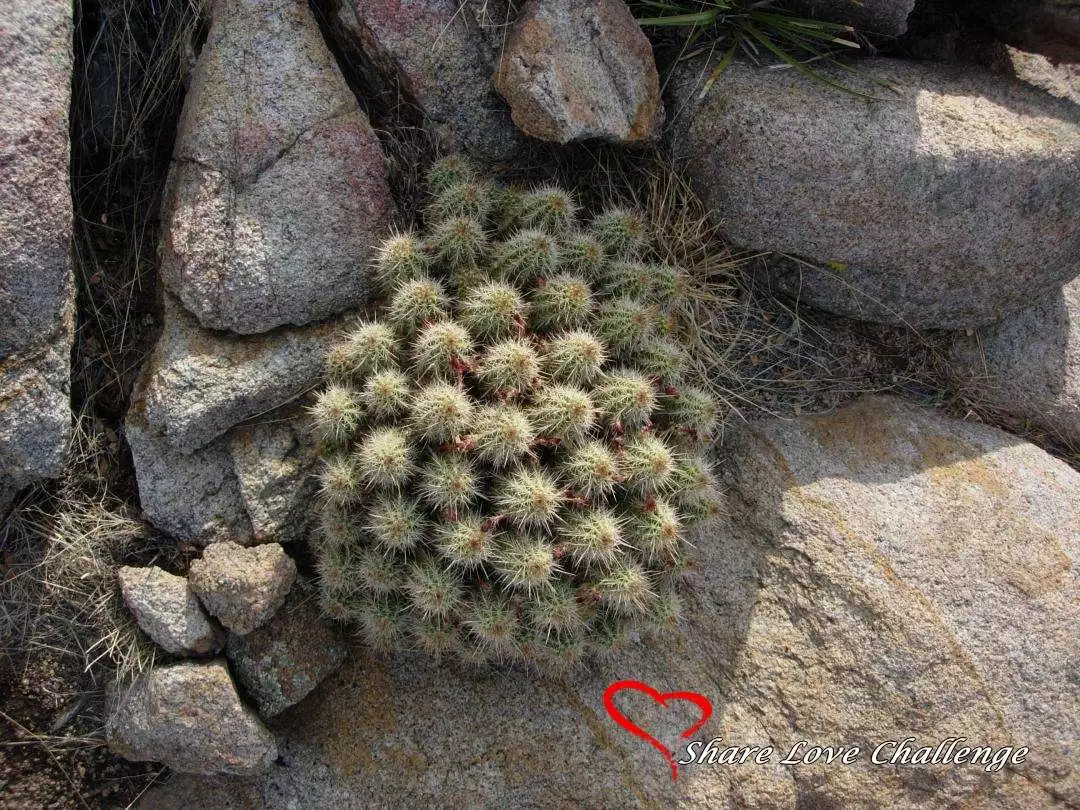 Desert Life in Southwest USA