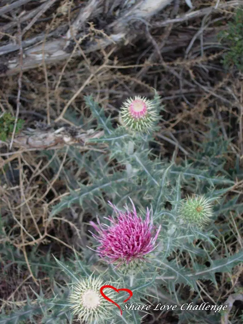 Desert Life in Southwest USA