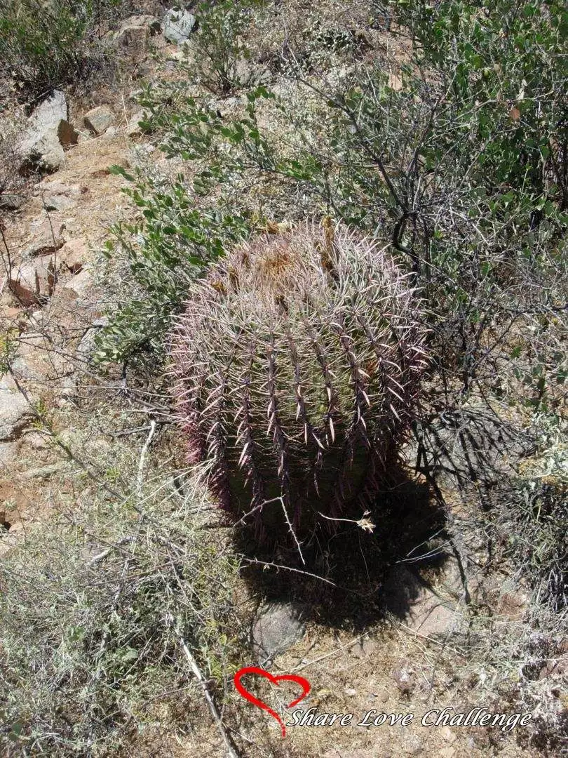 Desert Life in Southwest USA