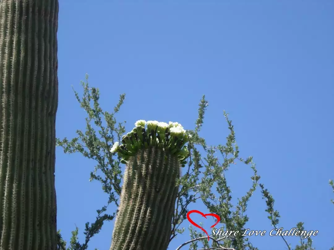 Desert Life in Southwest USA
