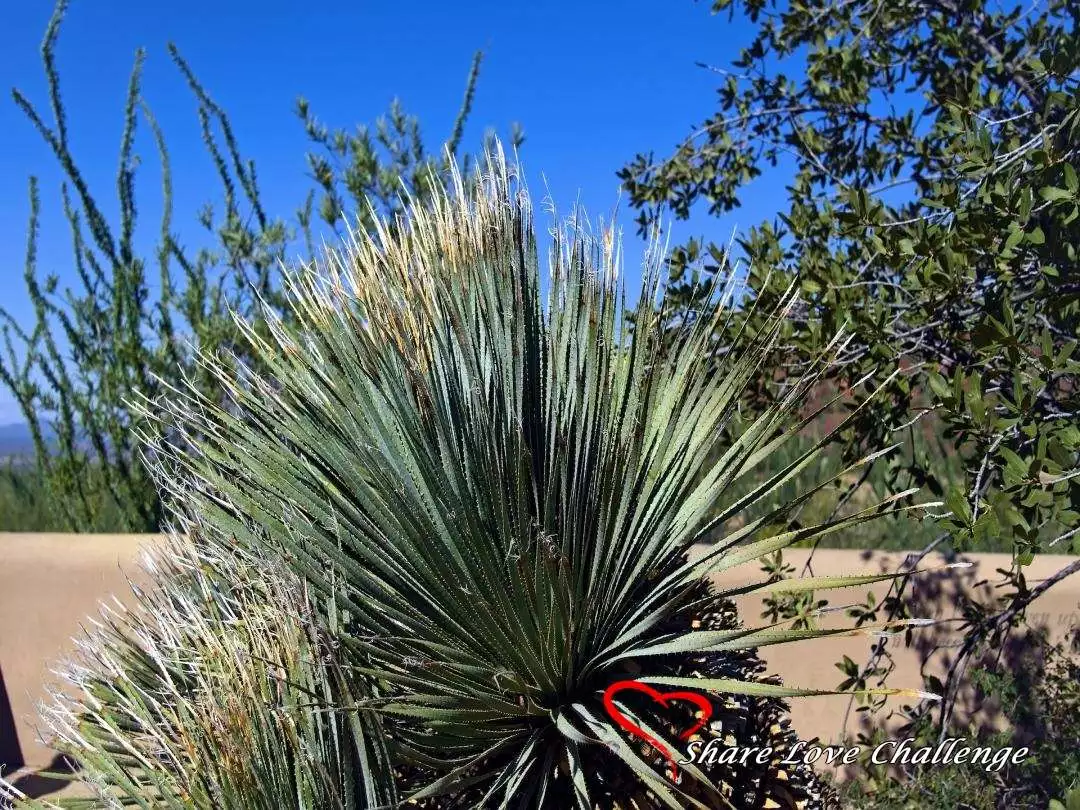 Desert Life in Southwest USA