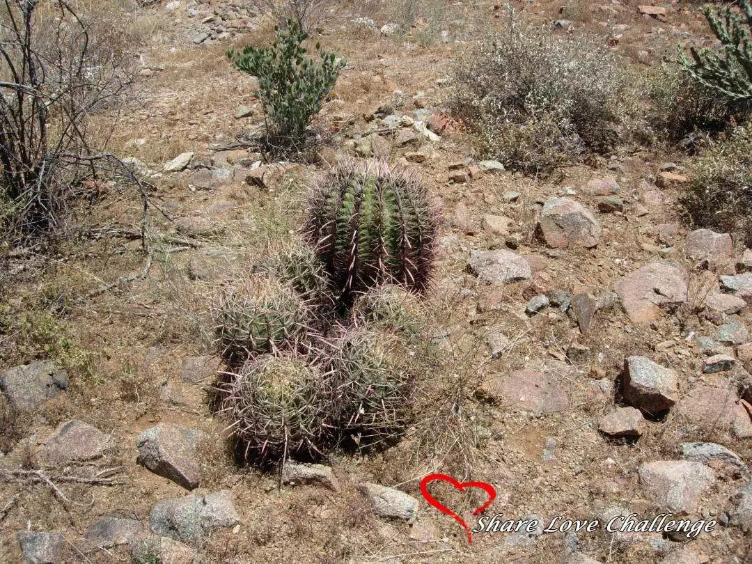 Desert Life in Southwest USA