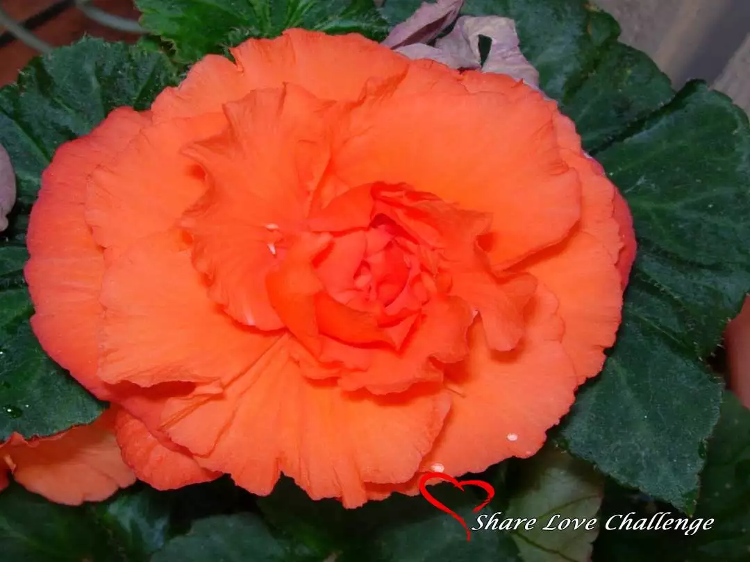 Garden Flowers