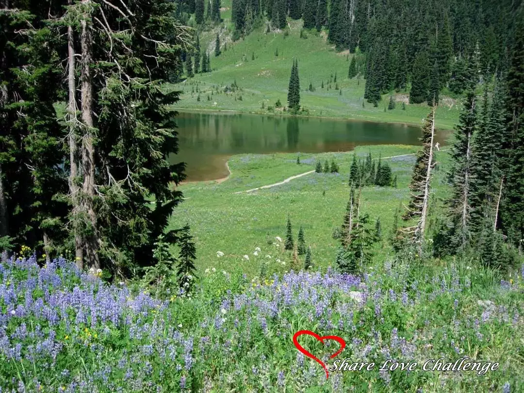 Mount Rainier National Park Washington State