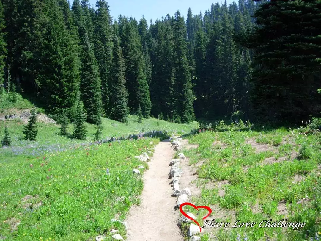 Mount Rainier National Park Washington State
