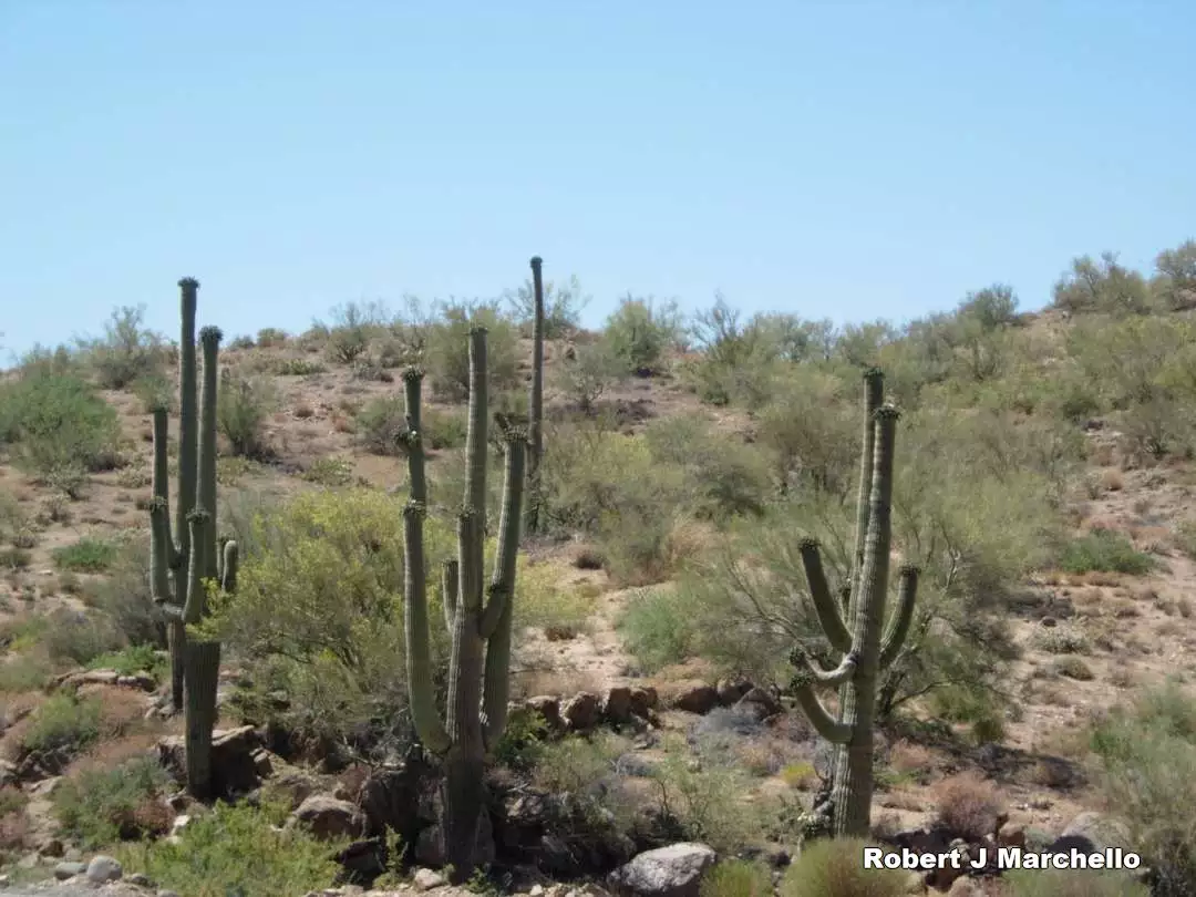 Saguaro Cactus in Route to Bagdad