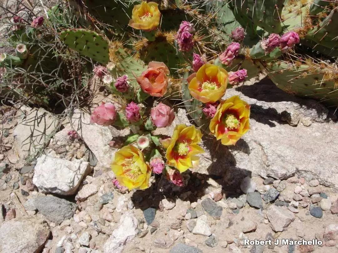 Prickly Pear Cactus in Bloom