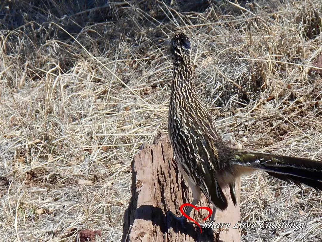 Arizona Roadrunner