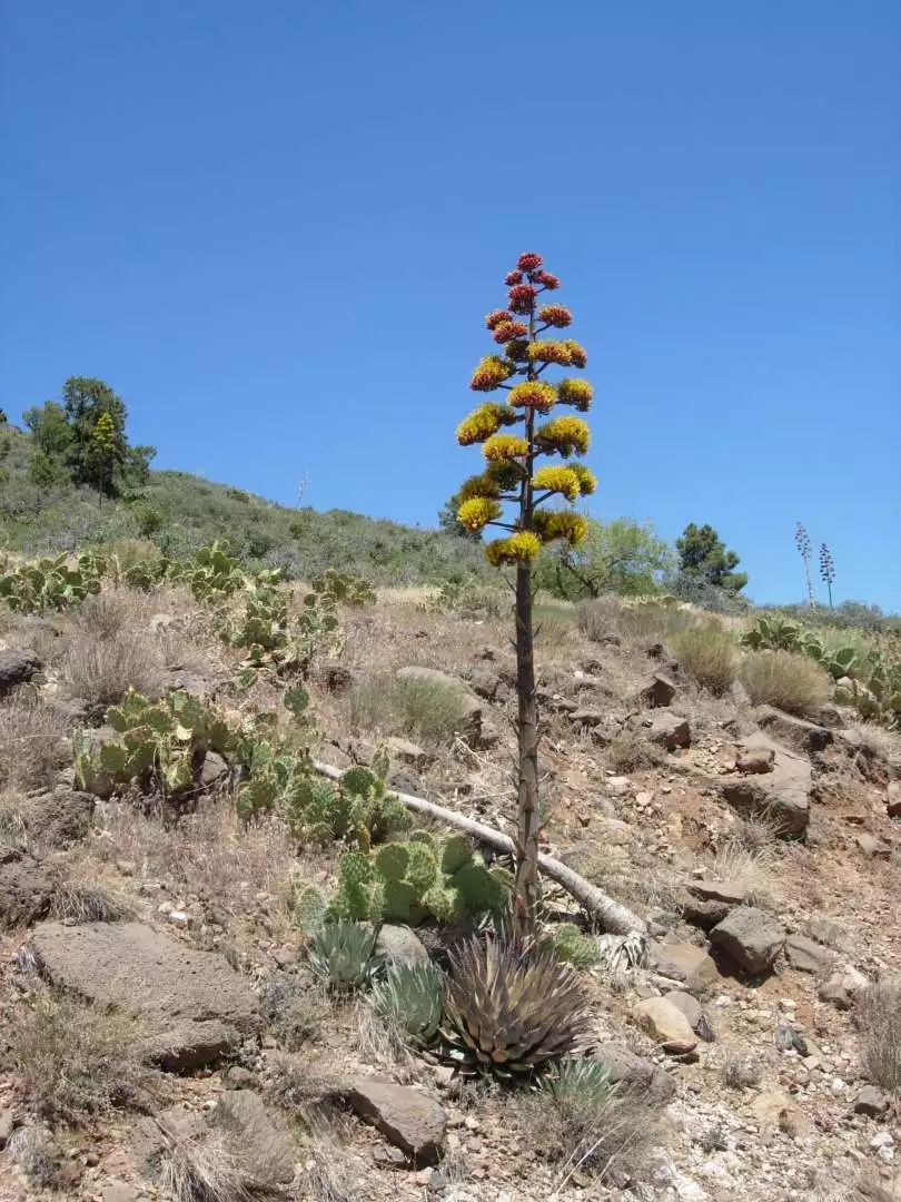 We always called these Century Plants but I think they are actually Yucca Cactus. .