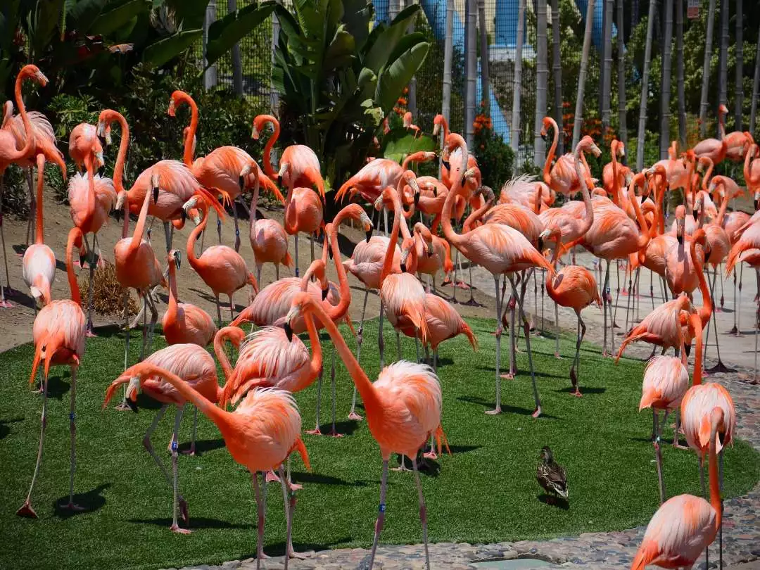 Flamingos San Diego Zoo image by mishcalendar0 from Pixabay
