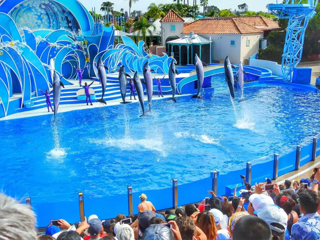Sea World Dolphins image by NauticalVoyager from Pixabay