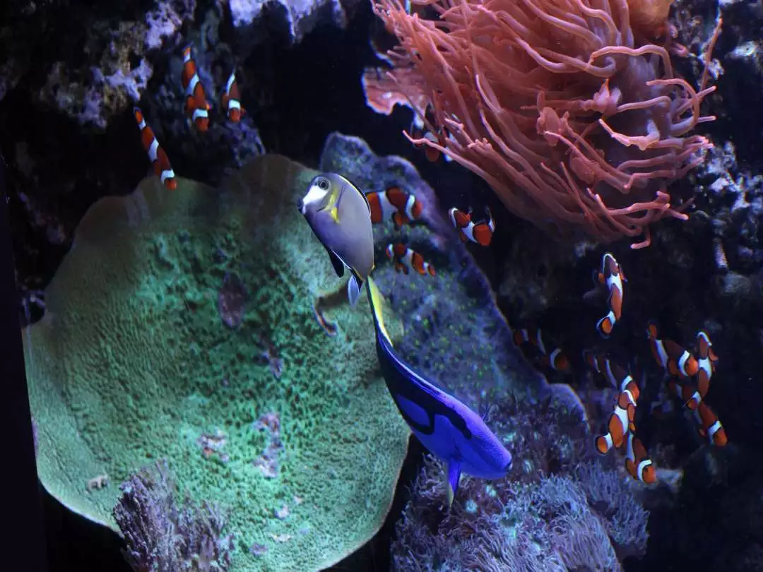Monterey Aquarium image by CiarÃ¡n Ã“ Muirgheasa from Pixabay