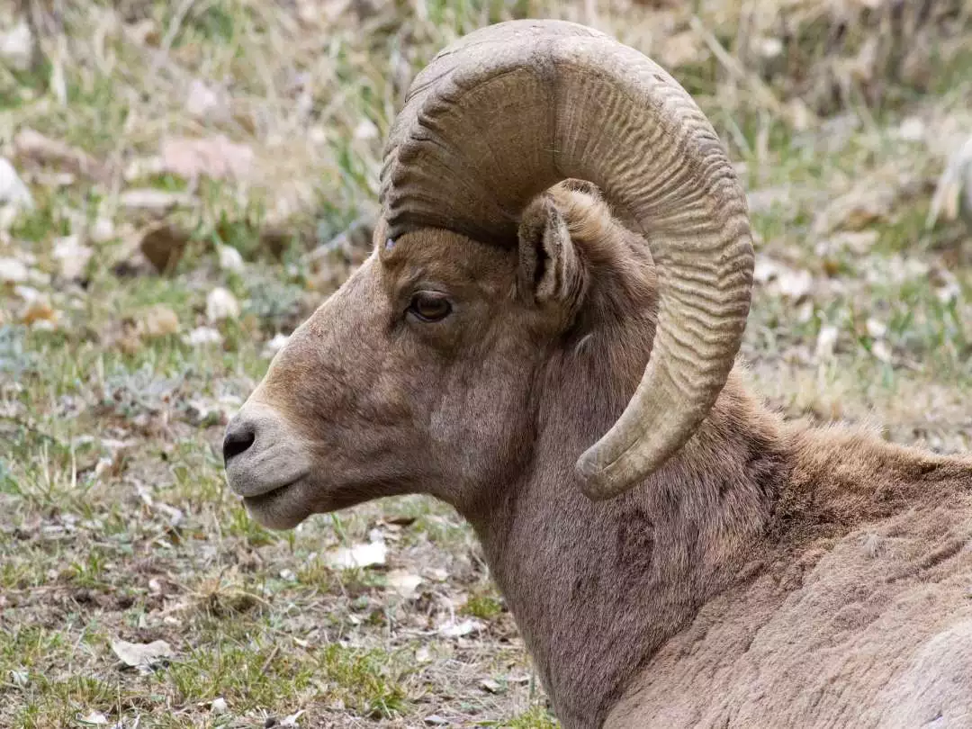 Big Horn Sheep image by grfx4 from Pixabay