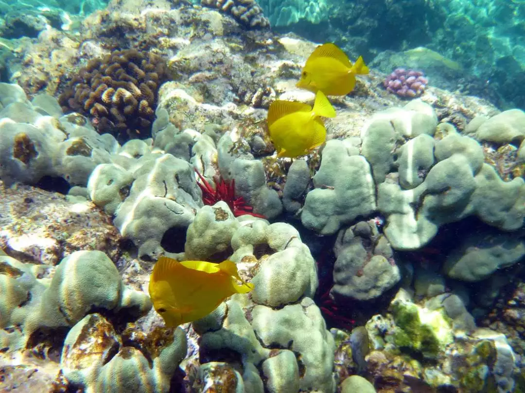 Marine Life in Hawaii image by Kathy VanDeventer from Pixabay