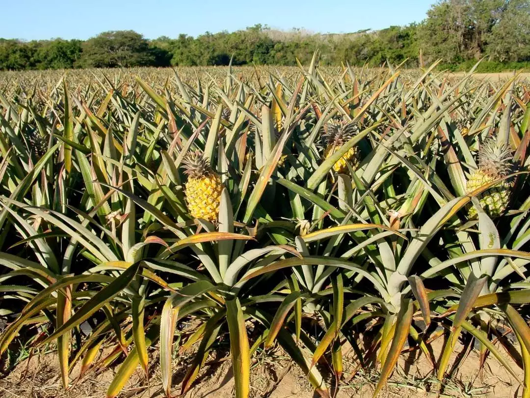 Pineapple Plantation image by Jens Teichmann from Pixabay