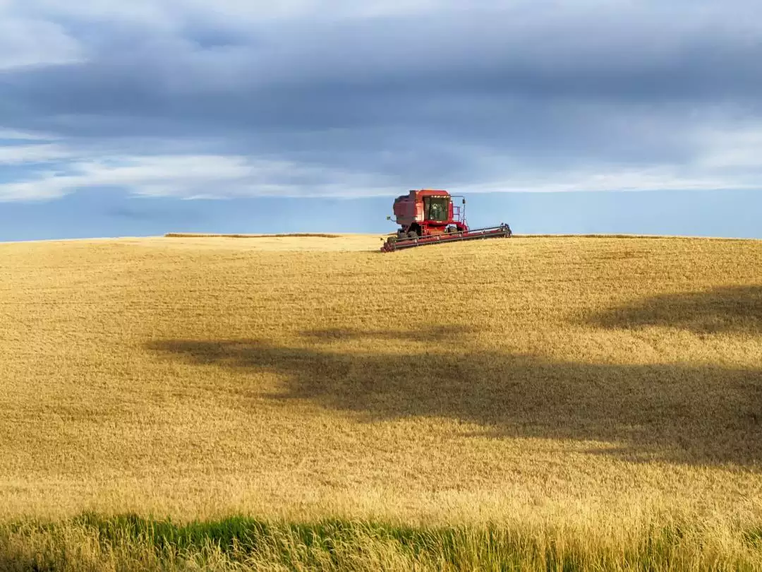 Wheat Harvest in Idaho image by Jim Black from Pixabay