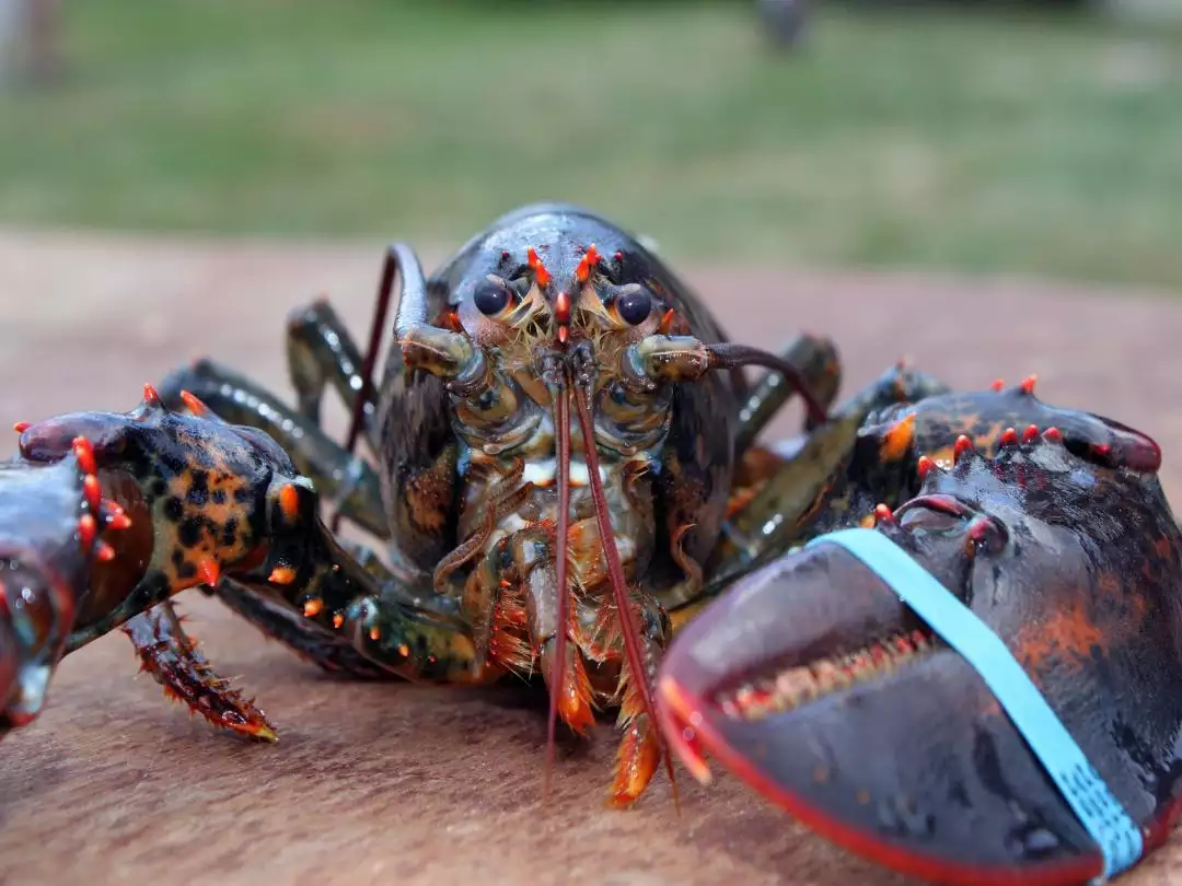 Maine Lobster image by grfx4 from Pixabay