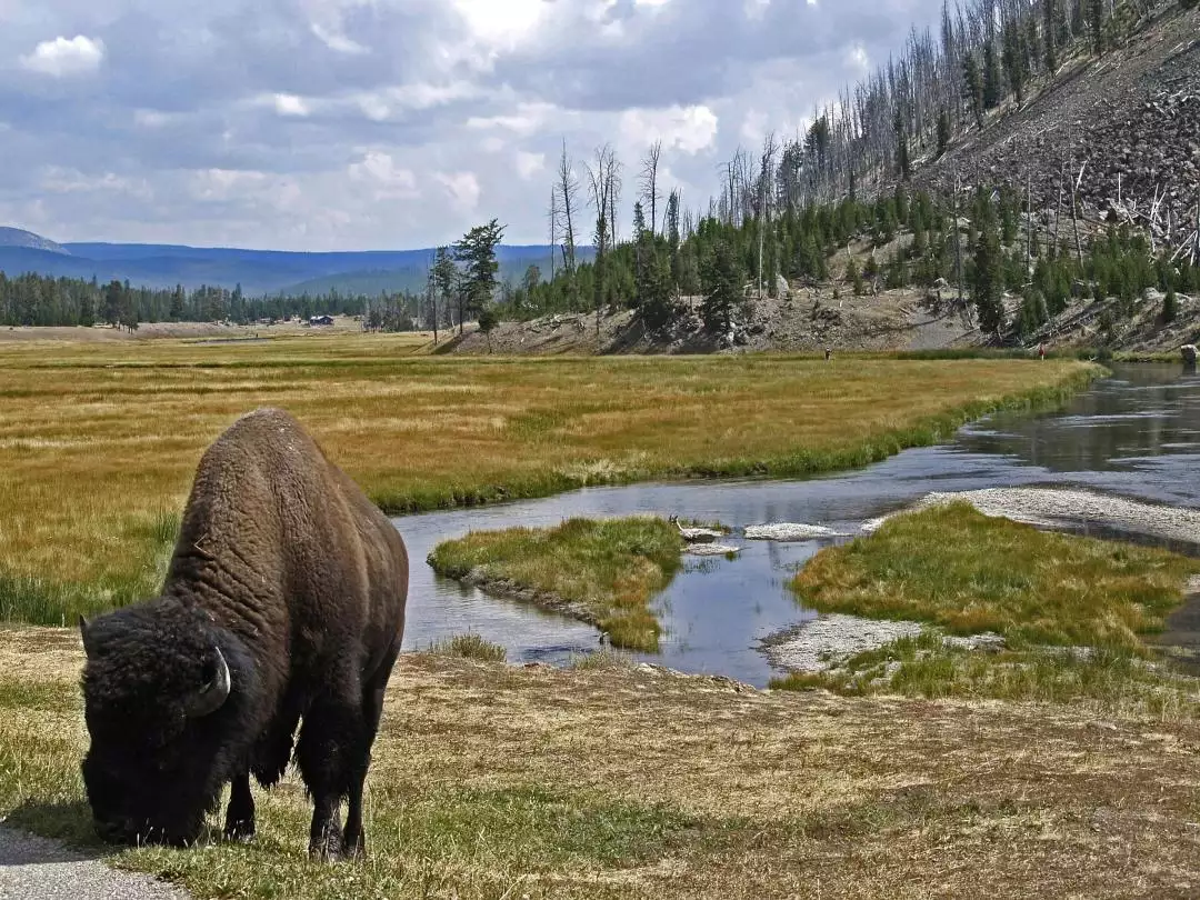 Bison Grazing Yellowstone National Park image by Brigitte from Pixabay